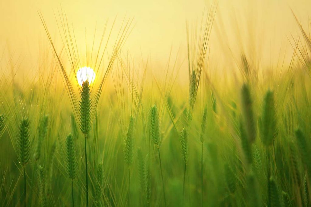 Sun rising over a barley field