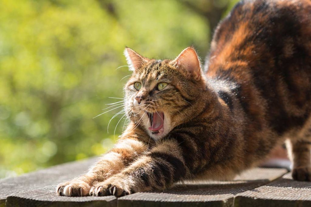 cat performing the downward dog stretch