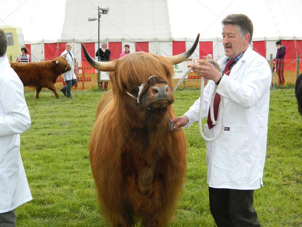 Showing cattle at a county show