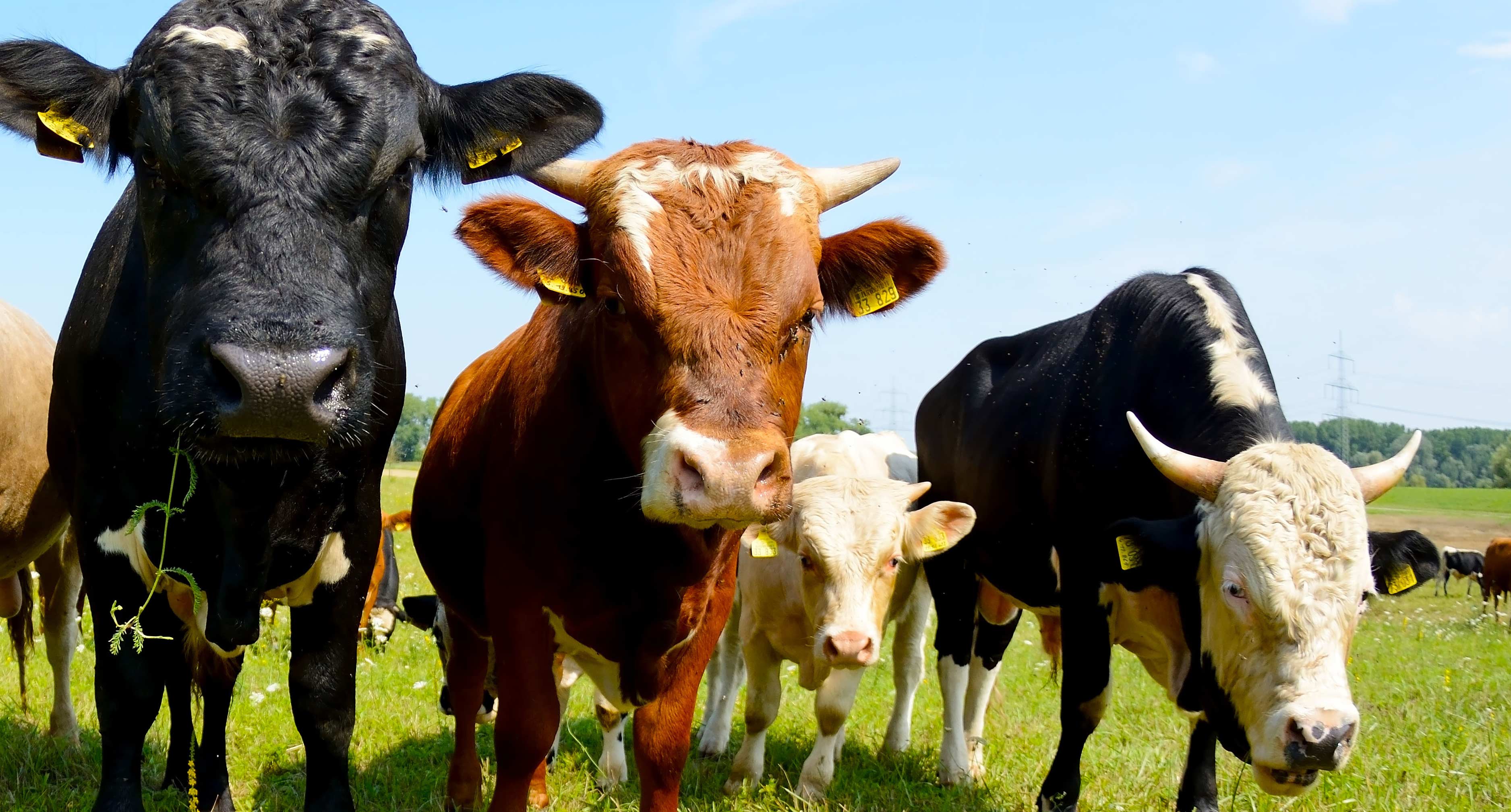 Beef cattle in a field