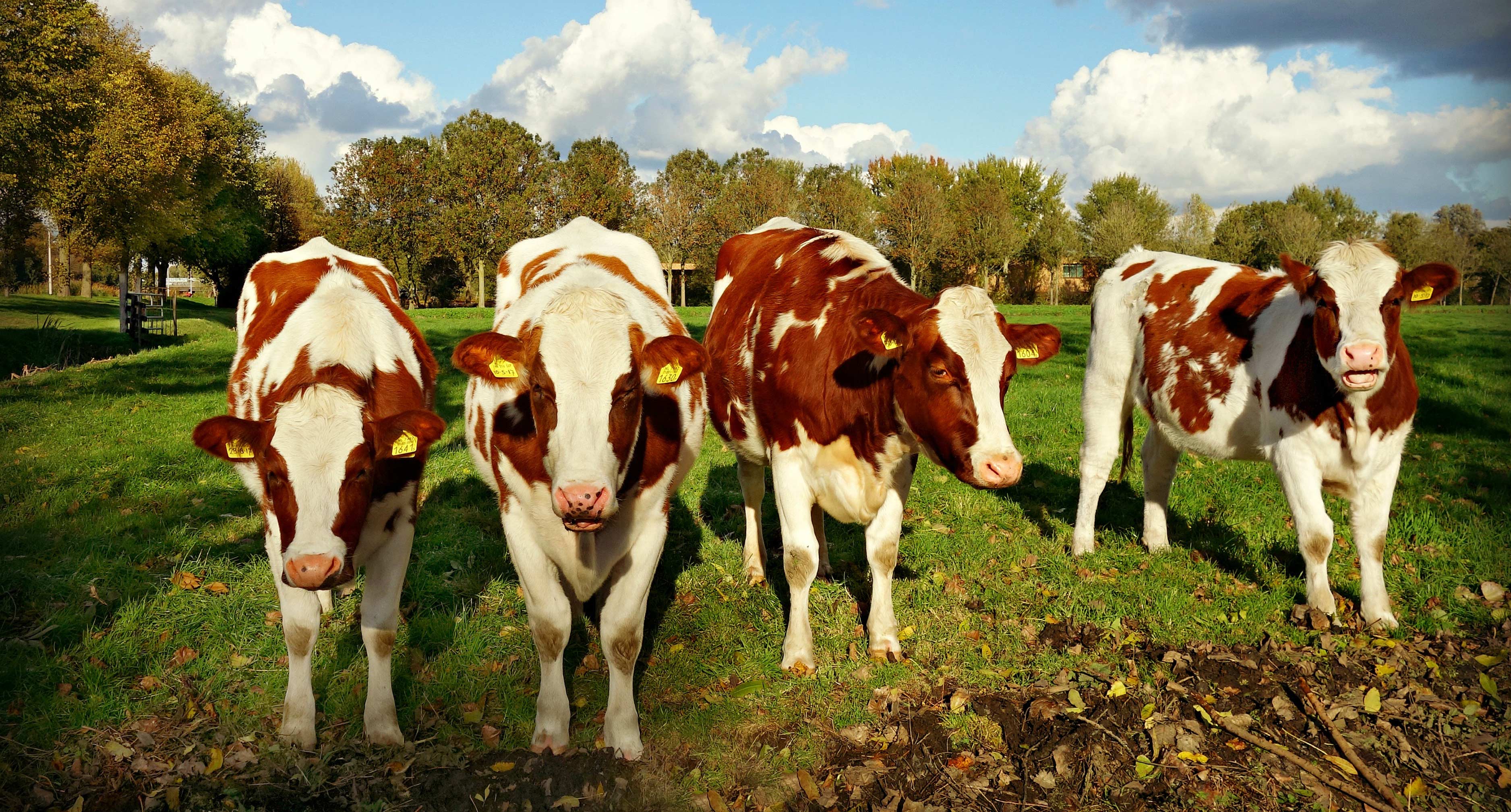 Cattle in field