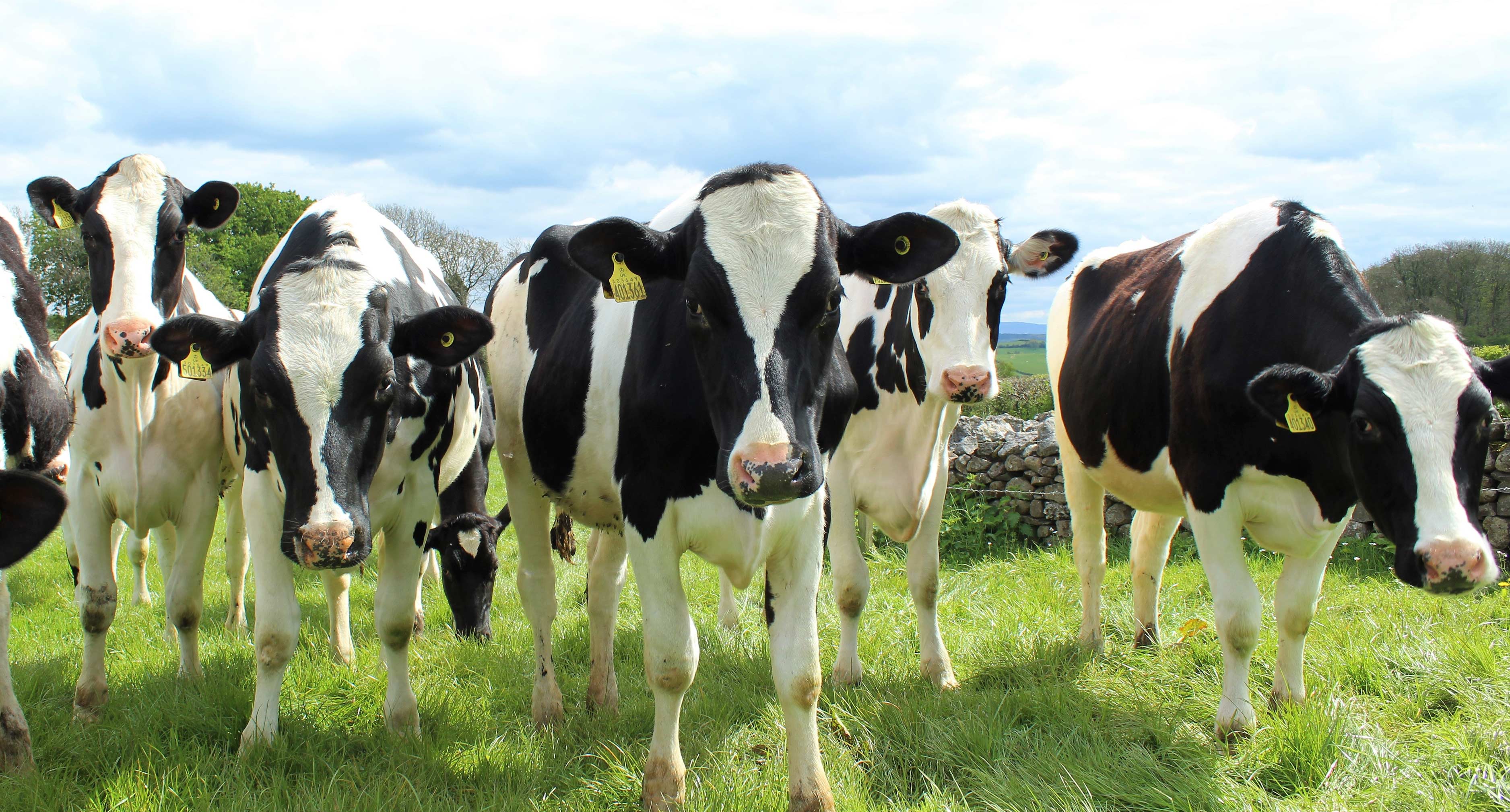 Dairy cattle in a field