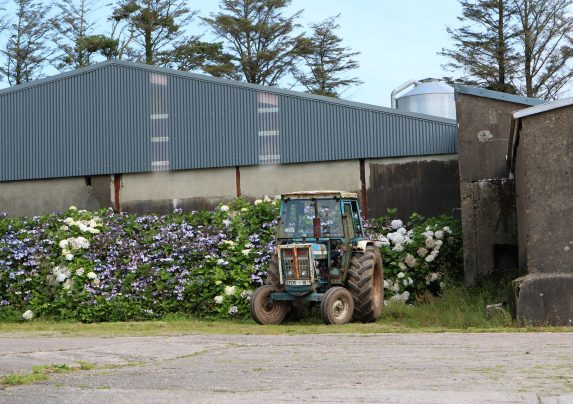 Old tractor stat in front of a hydrangea hedge with a farm shed behind