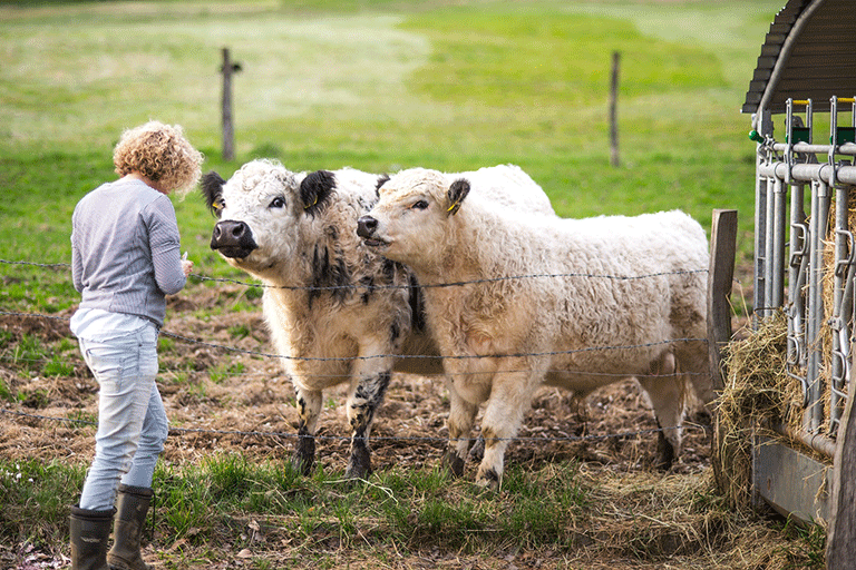 Woman farmer stood in front of a barbed wire fence with two beef cattle stood behind it