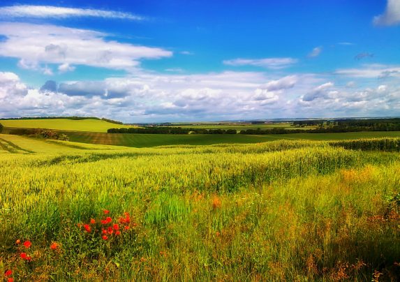 Wildflowers in a field margin on a sunny day